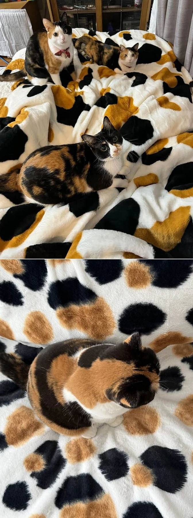 三花猫的终极形态：躺下直接隐身
