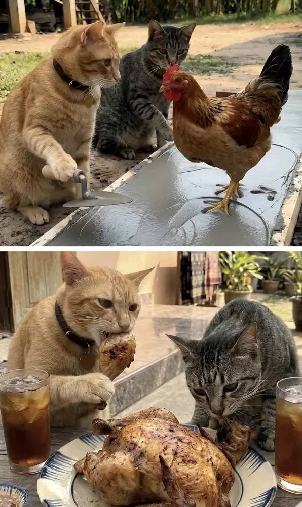 从举刀磨鸡到埋头啃鸡，猫界狠人下班就吃自助