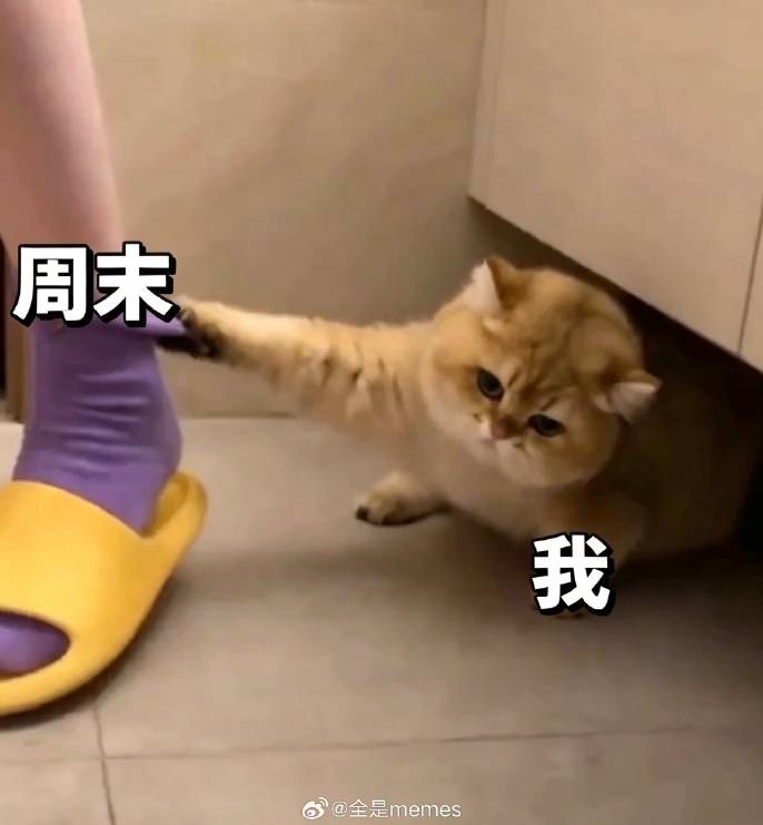 周末刚抬脚，我就伸爪拦住这只黄拖鞋